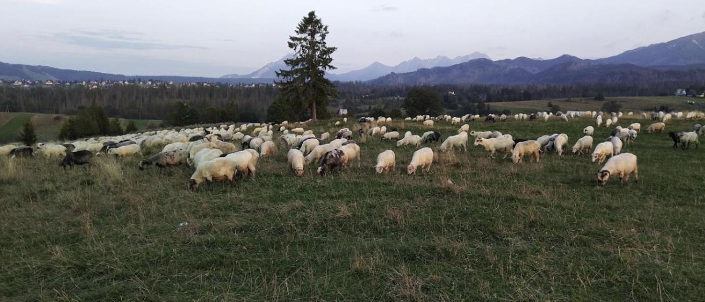 Apartament Willa Hrube parter z tarasem i kominkiem Zakopane Exteriör bild